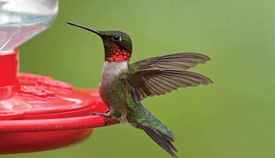 Hummingbird Nectar