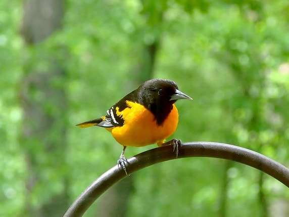 Orioles